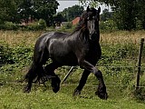 Kůň na prodej, Černý krásný Mare